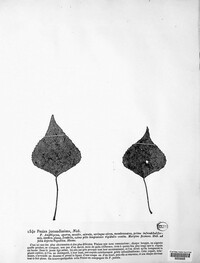 Image of Cyphella jucundissima